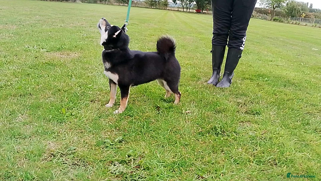 Japanese Shiba Inu dogs for sale: Two super female Japanese shiba inu  - Image 4