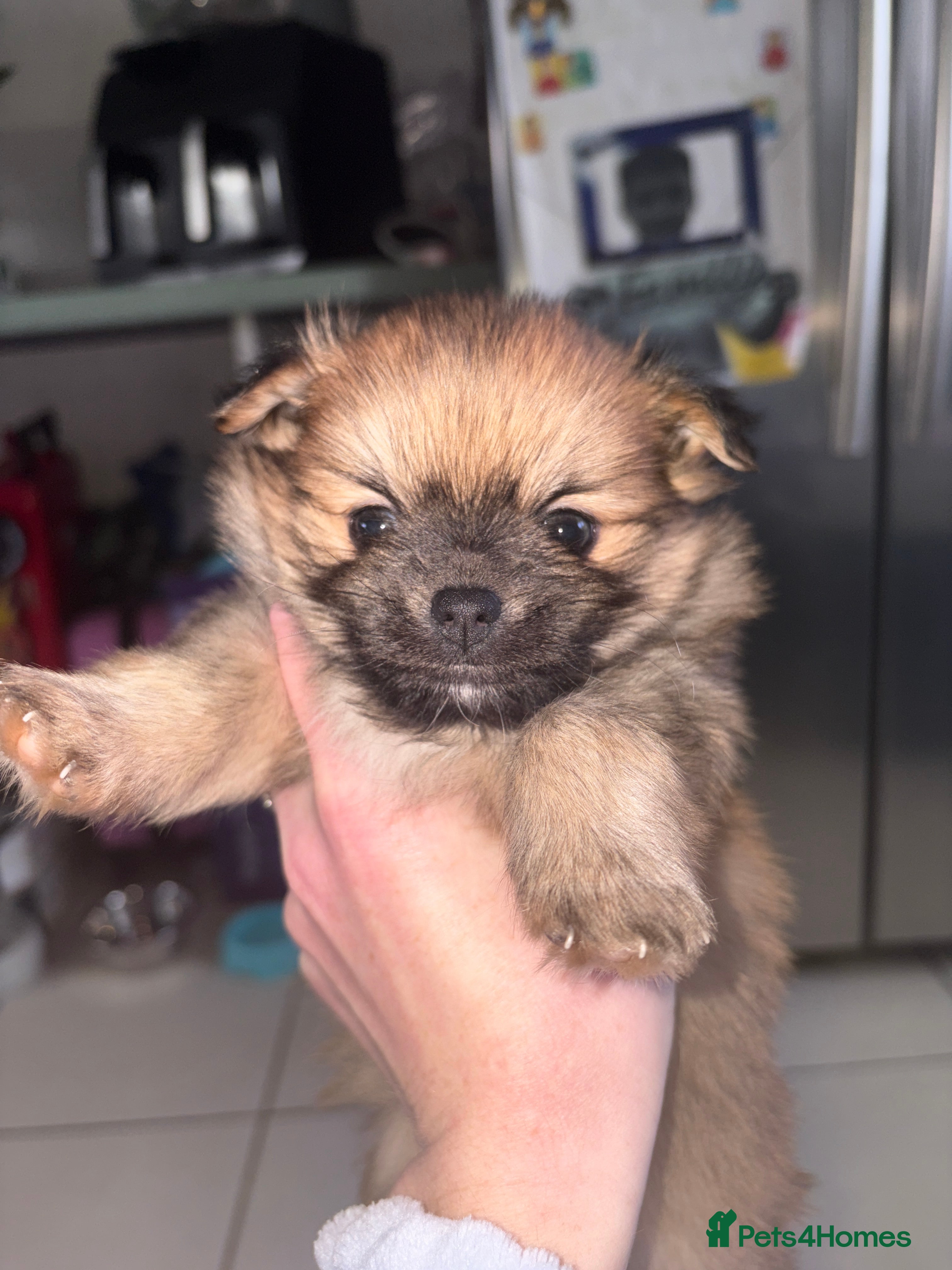 Pomchi dogs Two beautiful pomchis - Advert 1