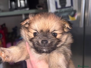 Pomchi dogs Two beautiful pomchis - Advert 1