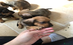 Mixed Breed dogs for sale: DACHSHUND PUPS READY TO GO  - Image 14