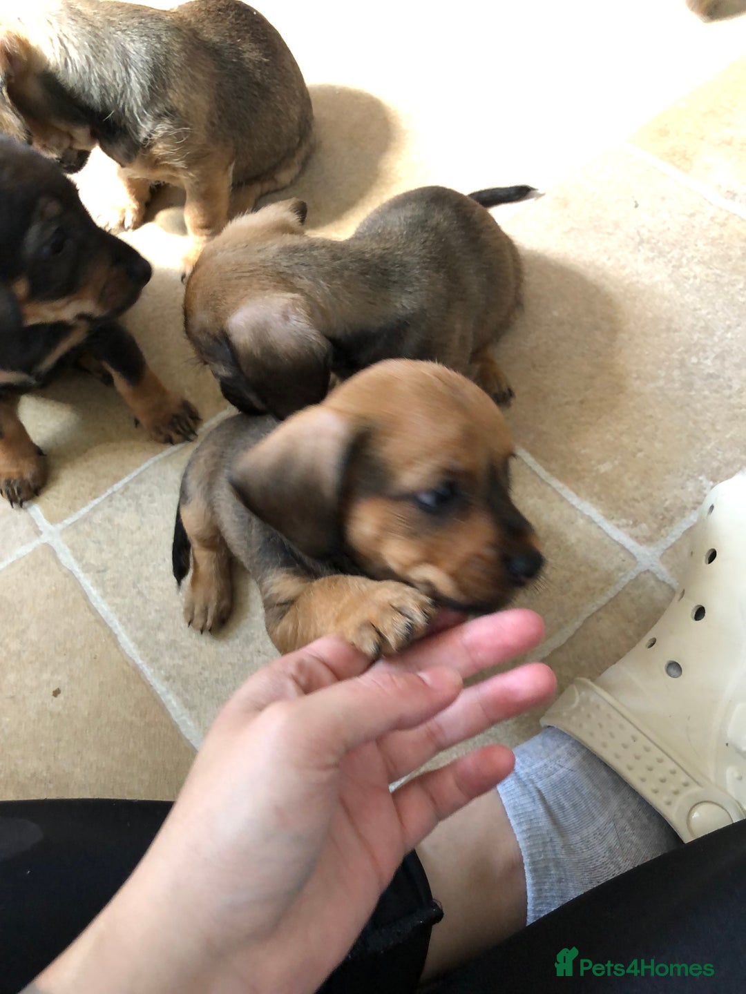 Mixed Breed dogs for sale: DACHSHUND PUPS READY TO GO  - Image 14