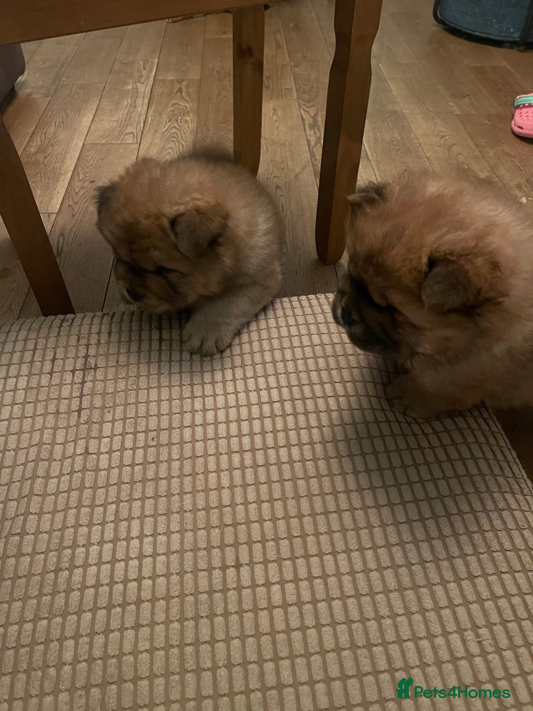 Chow Chow dogs for sale:  Chow chow  - Advert 2