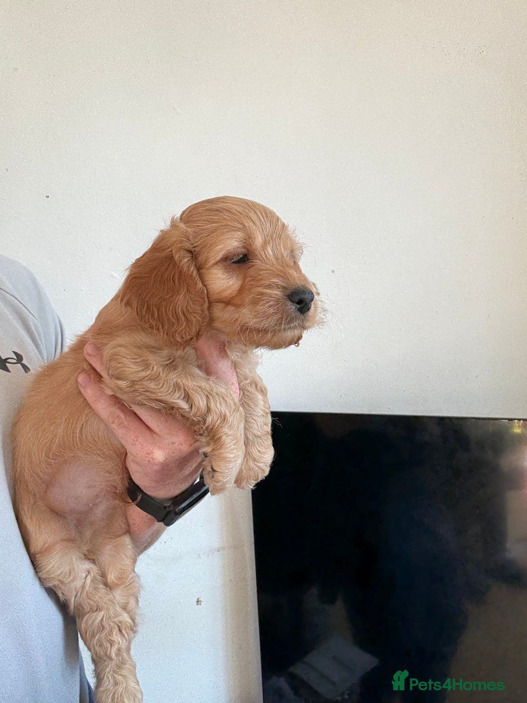 Cockapoo dogs for sale: Cockapoo show type F1 (toy) - Image 5
