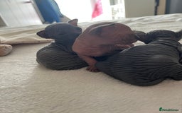 Sphynx cats for sale: 3 beautiful GIRlS available ❤️  - Image 10
