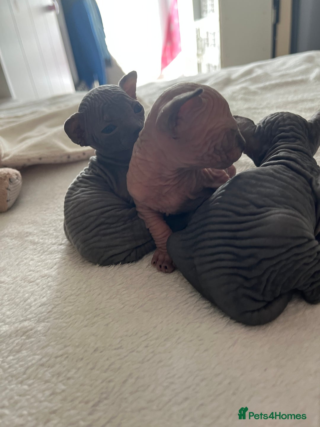 Sphynx cats for sale: 3 beautiful GIRlS available ❤️  - Image 10