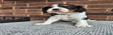Cavalier King Charles Spaniel 2