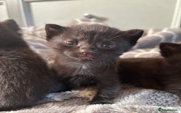 Bombay cats for sale: 3 beautiful kittens - Image 5
