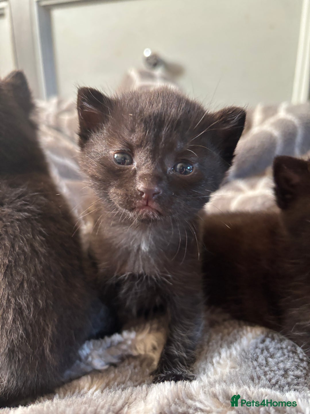 Bombay cats for sale: 3 beautiful kittens - Image 5