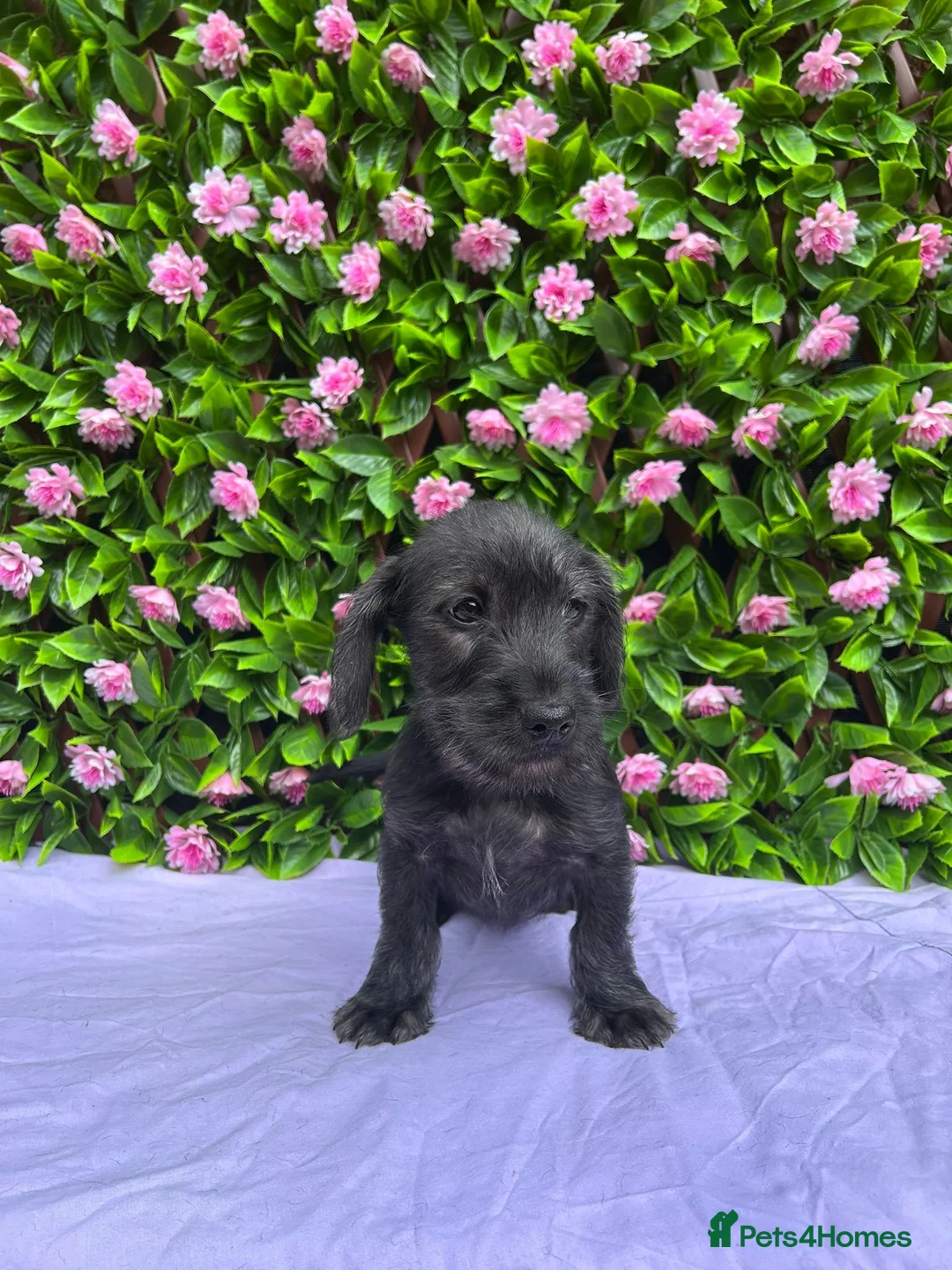 Doxiepoo dogs for sale: SCHNOXIES F1 EXTENSIVEY HEALTH TESTED - Advert 2
