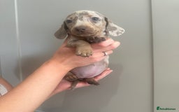 Miniature Dachshund dogs for sale: Miniature dachshunds  - Image 10