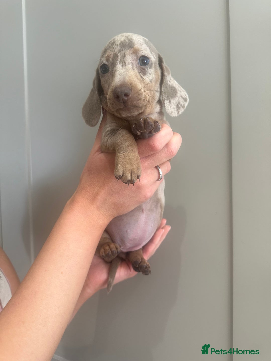 Miniature Dachshund dogs for sale: Miniature dachshunds  - Image 10