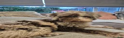 Australian Labradoodle dogs for sale: Australian Labradoodle medium/large - Advert 2