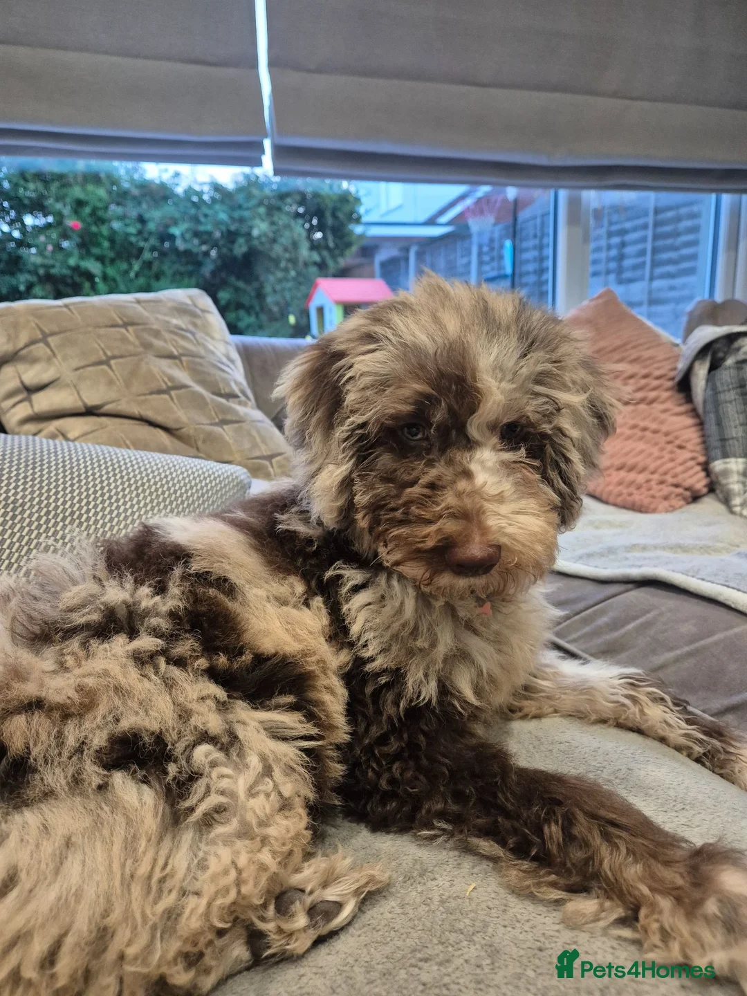 Australian Labradoodle dogs for sale: Australian Labradoodle medium/large - Advert 2
