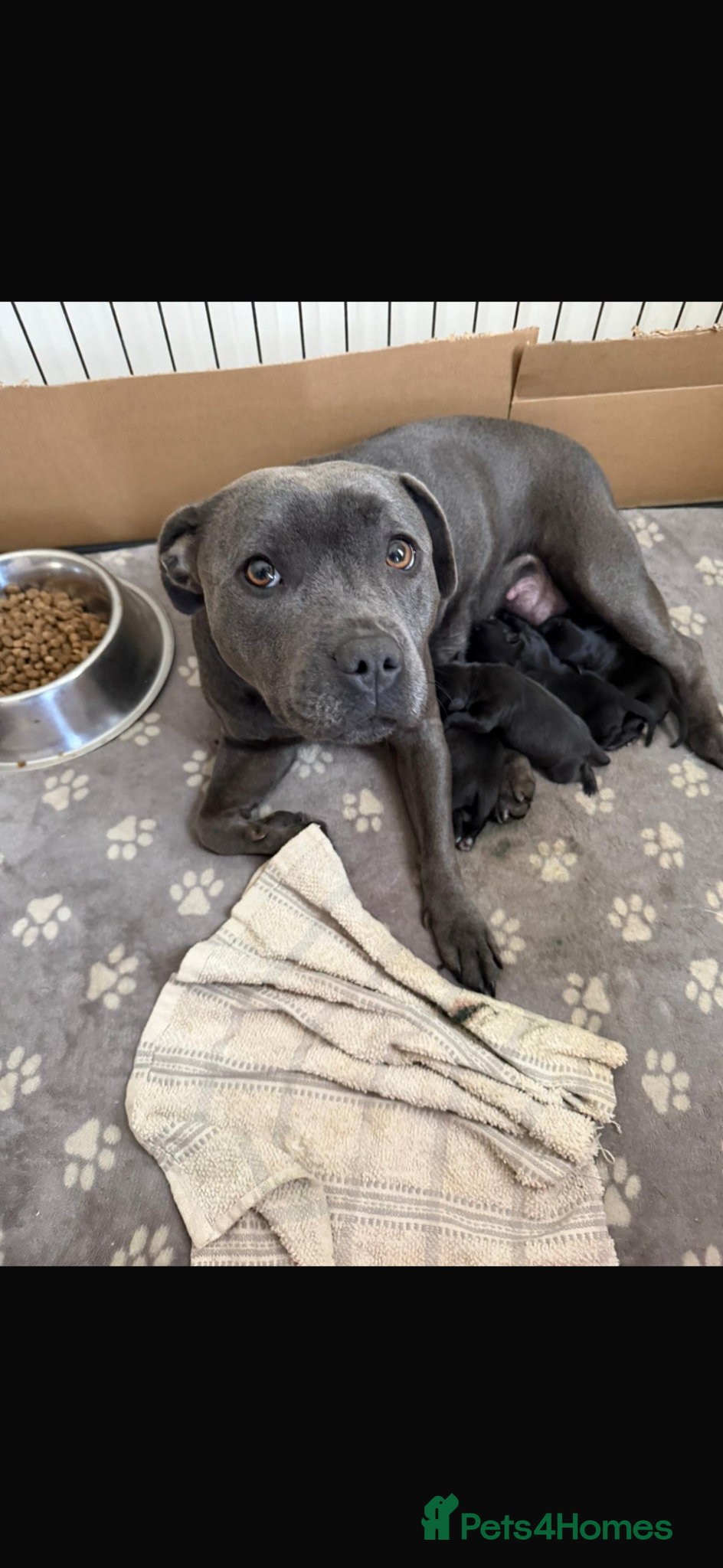 Staffordshire Bull Terrier dogs for sale: Champion blood lines🩸@BULLSCAFF - Advert 1