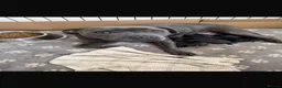 Staffordshire Bull Terrier dogs for sale: Champion blood lines🩸@BULLSCAFF - Advert 1