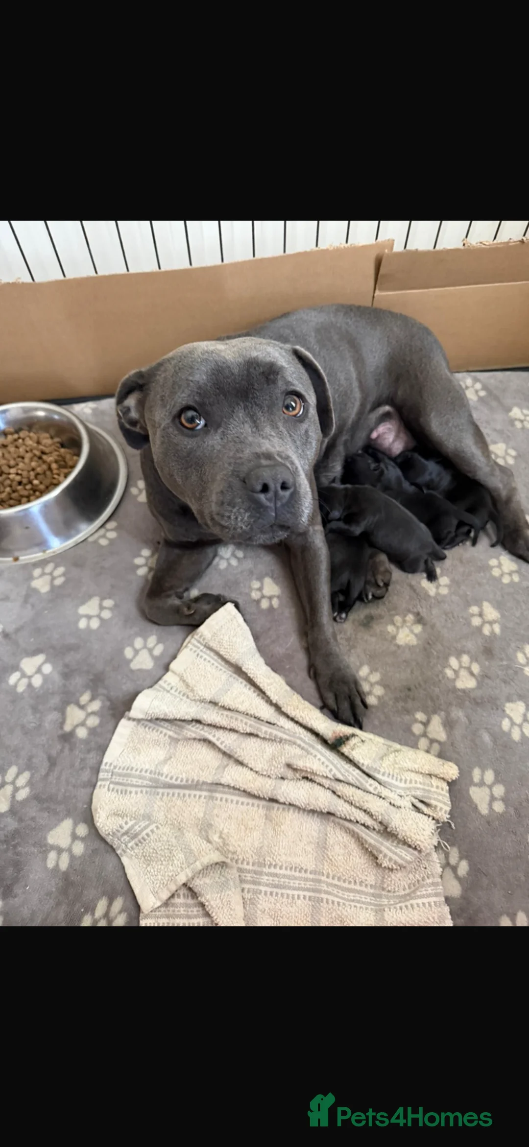 Staffordshire Bull Terrier dogs for sale: Champion blood lines🩸@BULLSCAFF - Advert 1