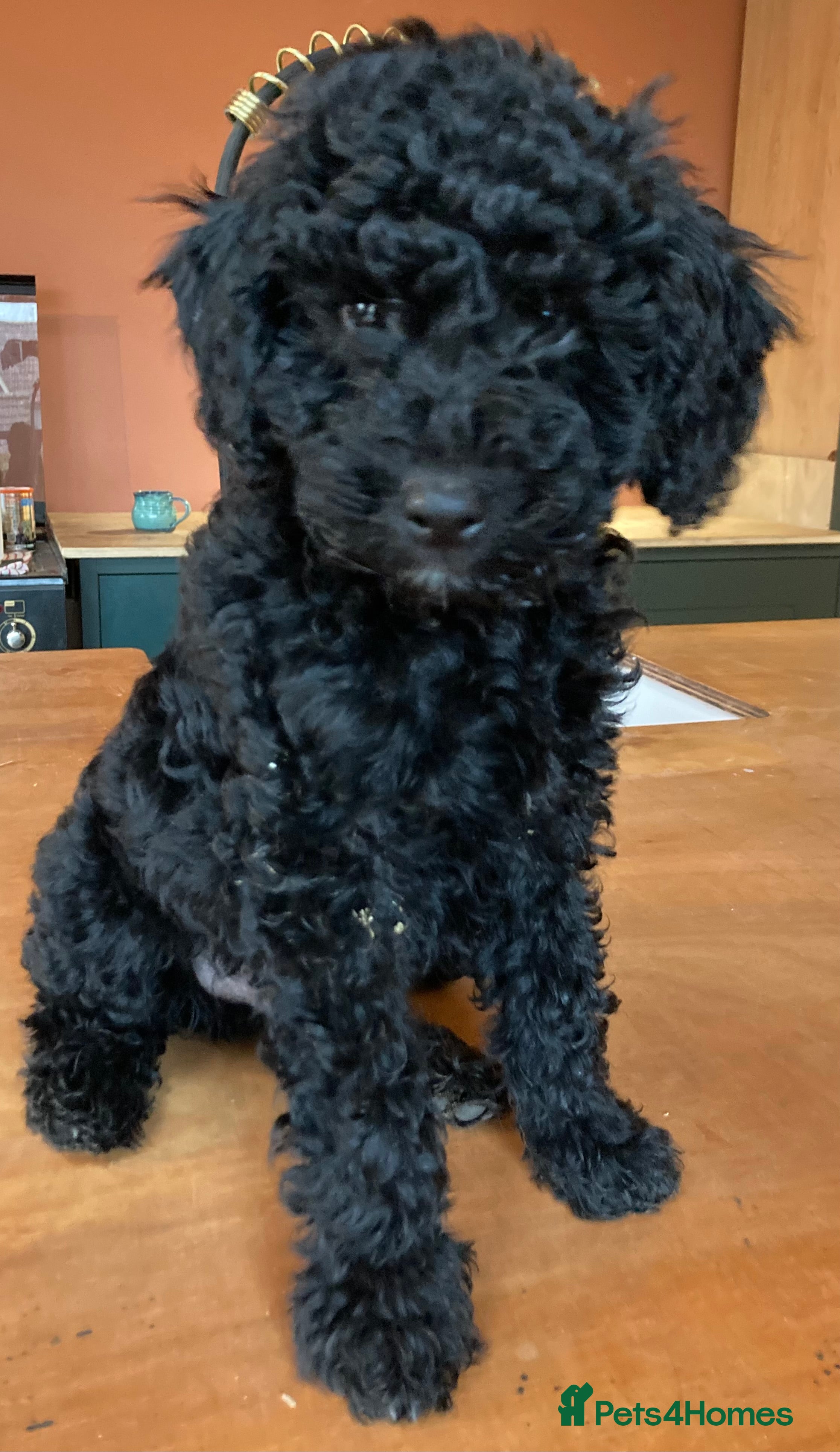 Goldendoodle dogs Mini Goldendoodle puppy LAST BOY READY TO LEAVE 💙 - Advert 16
