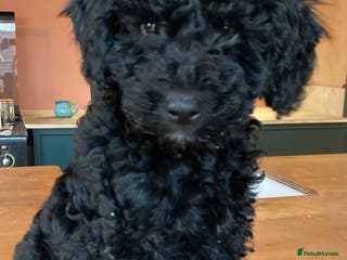 Goldendoodle dogs Mini Goldendoodle puppy LAST BOY READY TO LEAVE 💙 - Advert 16