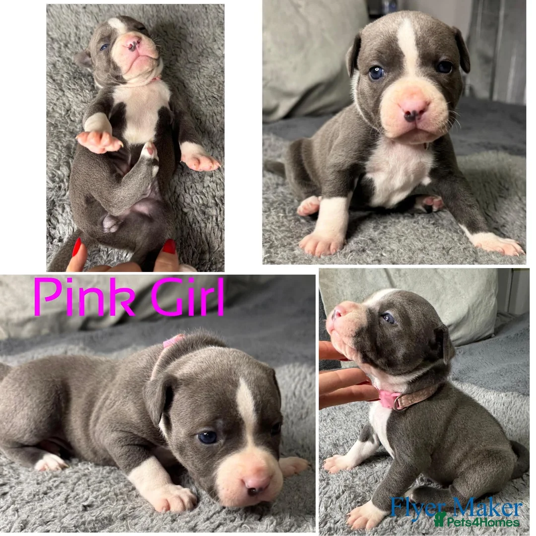 Staffordshire Bull Terrier dogs for sale: Staffy puppy for sale - Advert 28