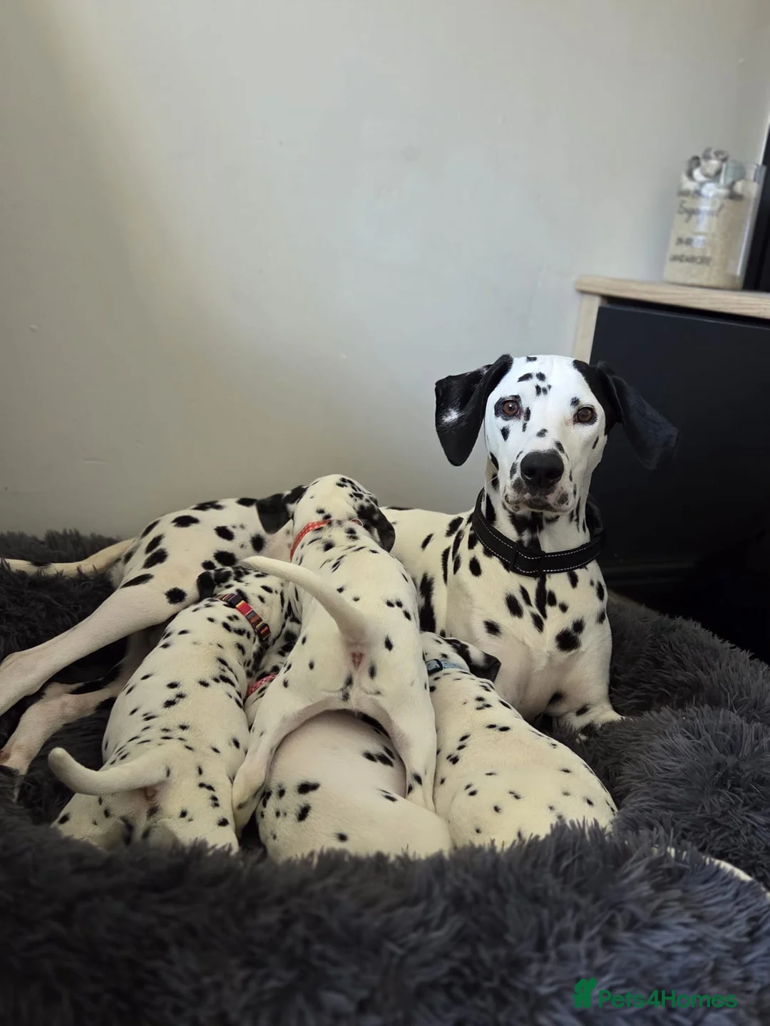 Dalmatian dogs for sale: REDUCED!!! Beautiful KC Reg Dalmatian Puppies - Advert 31