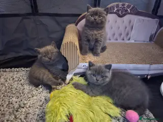 British Shorthair cats 3 British Shorthair Kittens - Advert 2