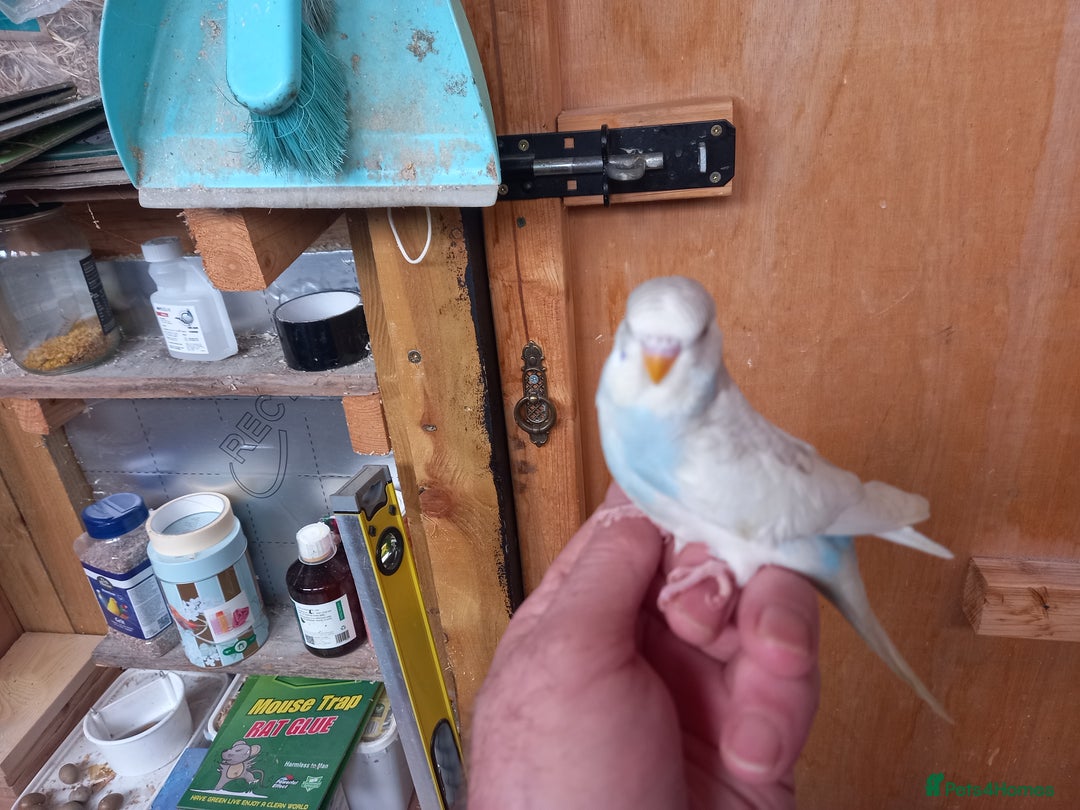 Budgerigars birds for sale: Stunning clear wing baby budgies.  - Image 3