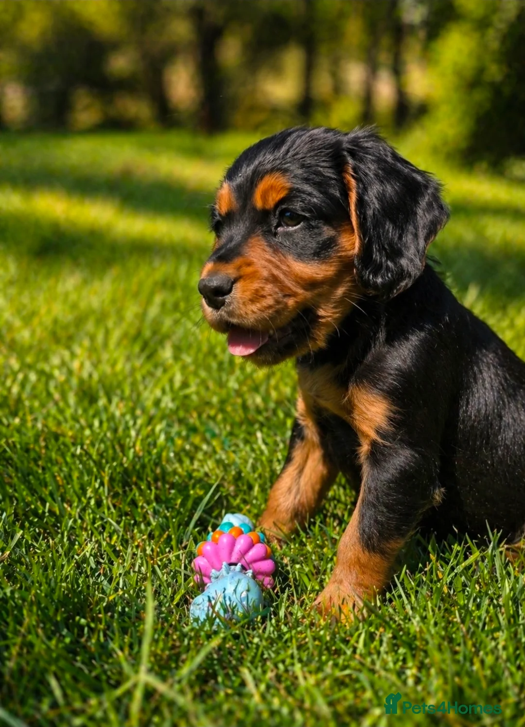 Cocker Spaniel dogs for sale: Beautiful Chocolate Tan Female  - Advert 17