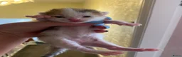 Mixed Breed cats for sale: 3 kittens for sale - Advert 7