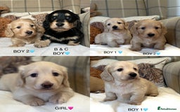 Miniature Dachshund dogs for sale: CREAM MINIATURE DACHSHUNDS💛 - Image 1