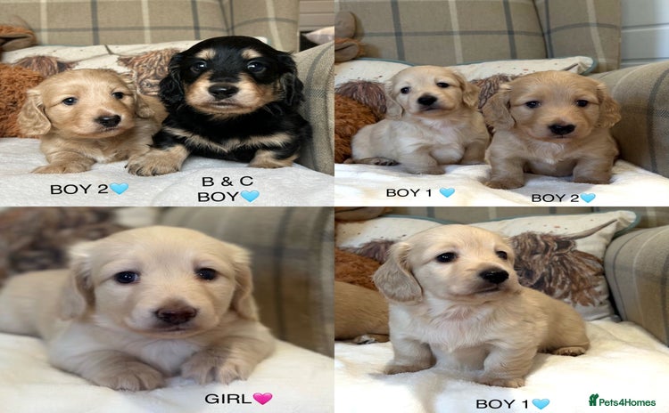 Miniature Dachshund dogs - Advert 3