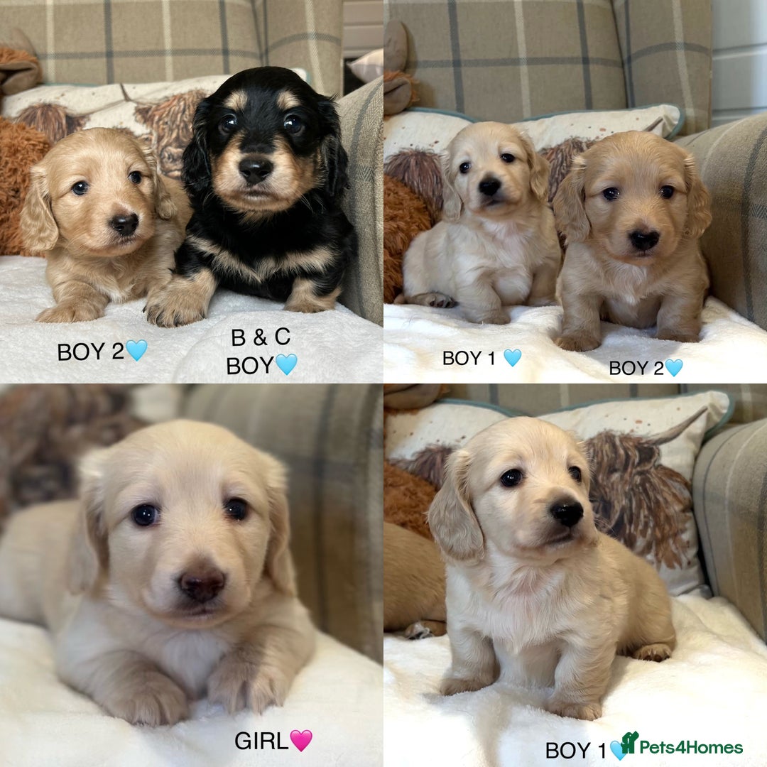 Miniature Dachshund dogs for sale: CREAM MINIATURE DACHSHUNDS💛 - Image 1