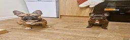 French Bulldog dogs for sale: Gorgeous French Bulldog puppies  in Crieff - Advert 14
