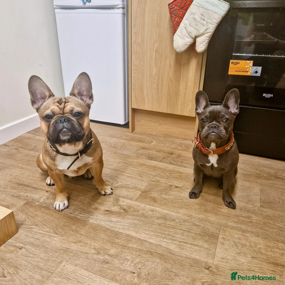 French Bulldog dogs for sale: Gorgeous French Bulldog puppies  in Crieff - Advert 14