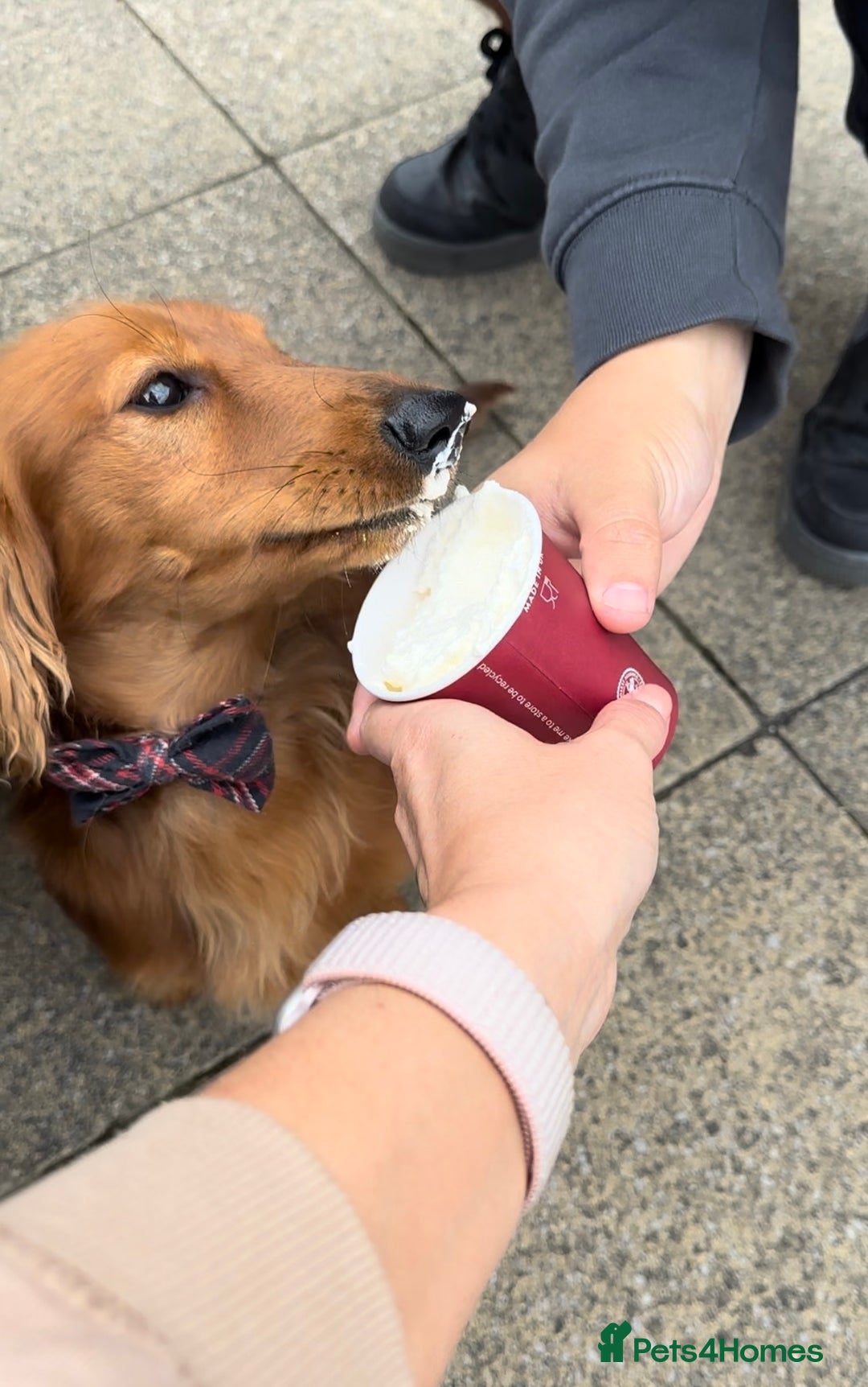 Miniature Dachshund dogs for sale: Gorgeous cheeky Cooper - Advert 7