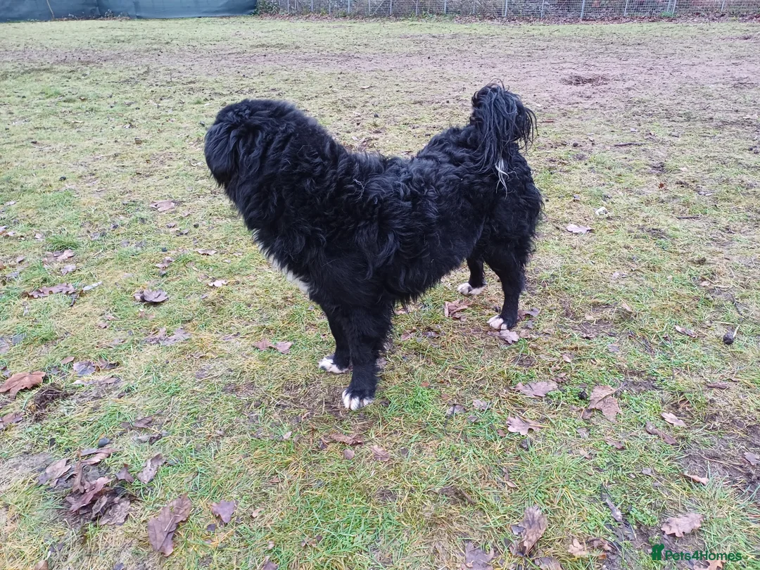 Mixed Breed dogs for adoption: Meet MARK - a very Sweet Boy for a Loving Home - Advert 11