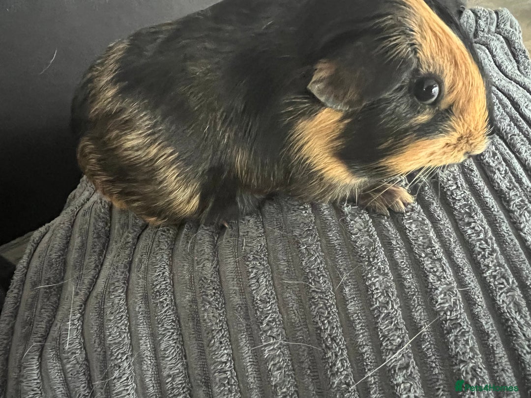 Guinea Pig rodents for sale: beautiful boy and girl  - Image 4