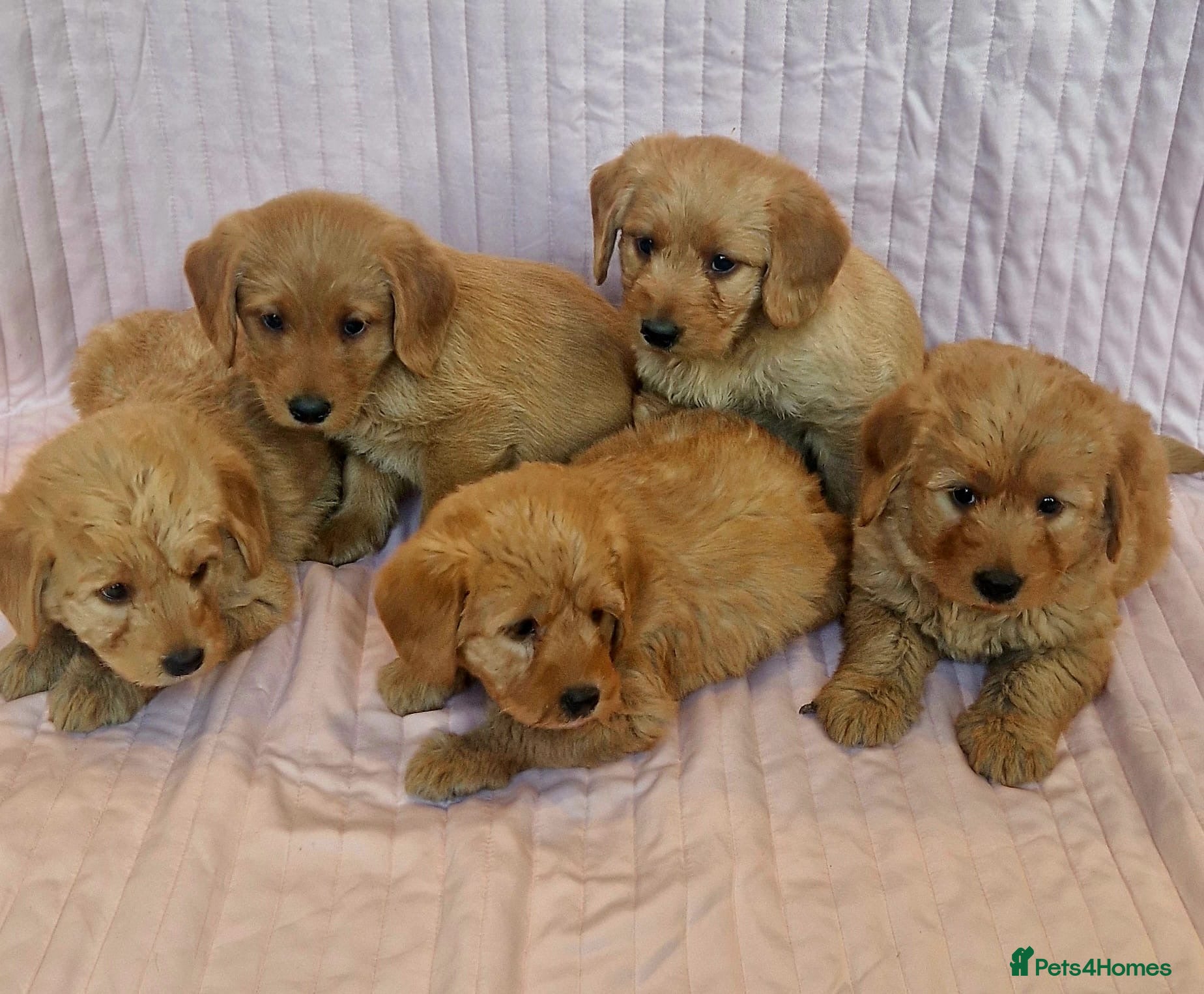 Labradoodle dogs Beautiful F1 Labradoodles - Advert 6