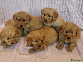 Labradoodle dogs Beautiful F1 Labradoodles - Advert 4