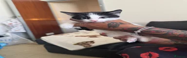 Domestic Shorthair 1