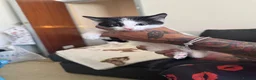 Domestic Shorthair cats for sale: Black and white kittens  - Advert 3