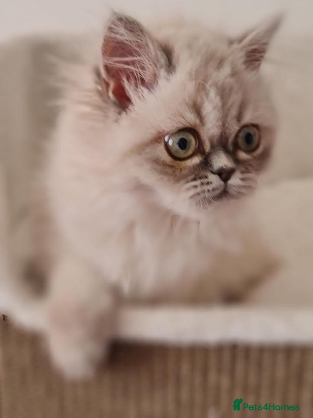 Persian cats for sale: Persian Kittens Looking For New Home - Image 9