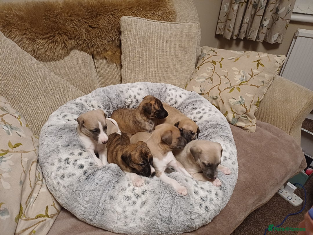 Whippet dogs for sale: KC  REG WHIPPET PUPS - Advert 13