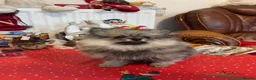 Pomeranian dogs for sale: Pomeranian Spitz. - Advert 6