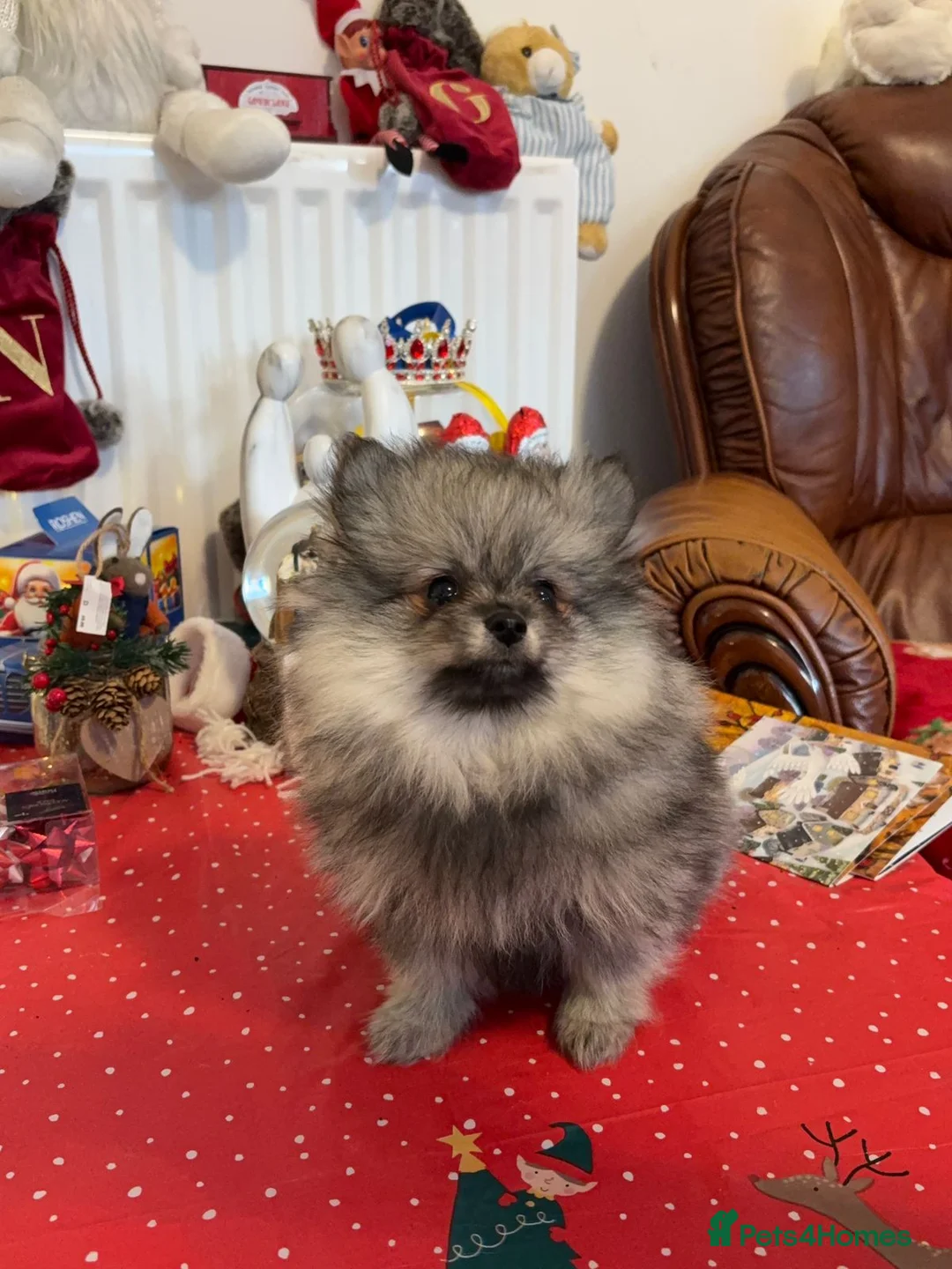 Pomeranian dogs for sale: Pomeranian Spitz. - Advert 6