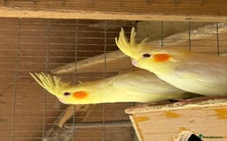 Cockatiels birds for sale: Baby Cockatiels, aviary bred - Image 1