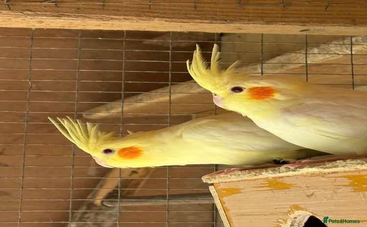 Cockatiels birds - Advert 4