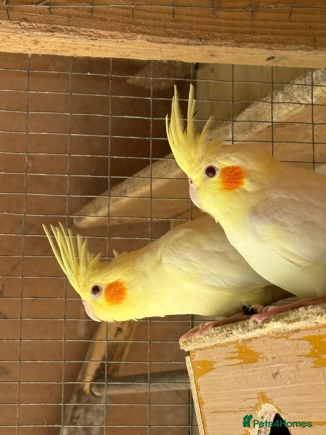 Cockatiels birds for sale: Baby Cockatiels, aviary bred - Image 1