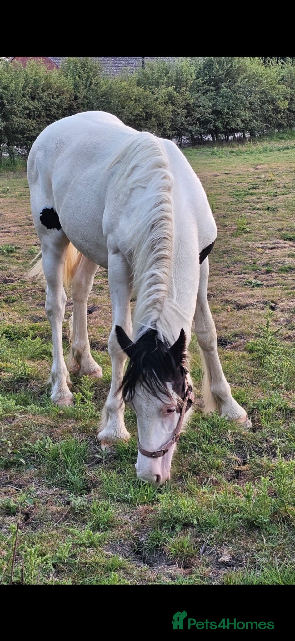 Welsh Section D horses Yearling Welsh cob cross traditional gelding  - Advert 1