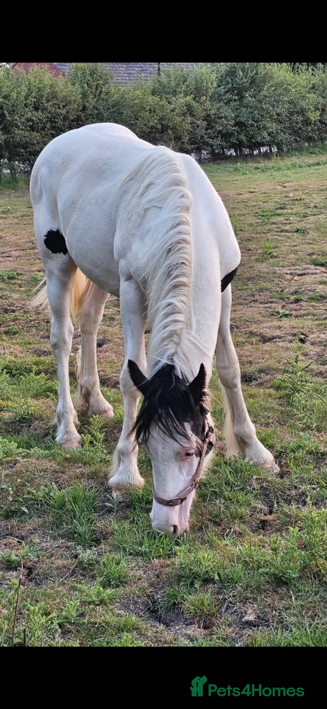 Welsh Section D horses for sale: Yearling Welsh cob cross traditional gelding  - Advert 1