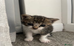 Mixed Breed cats for sale: Kittens for sale - Image 1